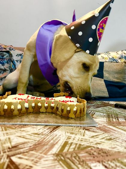 This happy Labrador couldn't wait to dig in! Our bone-shaped cakes are a hit with dogs of all ages and sizes.