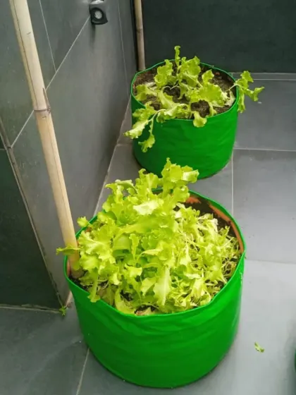 Fresh lettuce growing in convenient grow bags on a tiled balcony. This setup is perfect for small spaces, allowing you to have a fresh salad garden right outside your door.