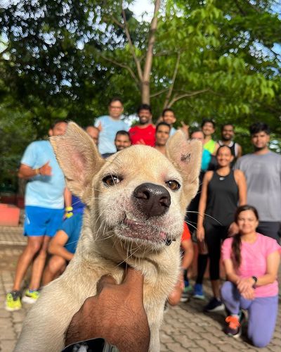 Dog-Friendly Running