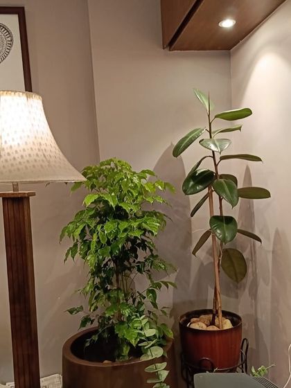 Make My Garden - Nursery & Gardening Store (Retail) Indoor & Air Purifying Plants photo 9