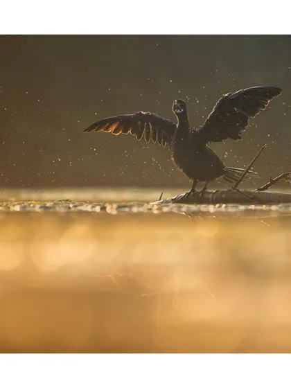 A cormorant spreads its wings to dry in the morning sun, its form creating a powerful shape against the golden water. A celebration of urban wildlife.