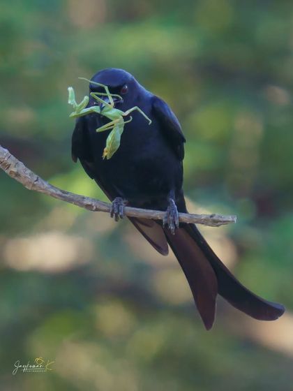 A Black Drongo perches with its impressive catch, a Praying Mantis. This image highlights the predator-prey relationship and is a testament to the drongo's skill as an aerial hunter.