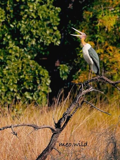 A Lesser Adjutant Stork calls out from its high perch, while a Black Cormorant rests below. This scene captures the hierarchy and shared habitat of different large bird species in the wild.