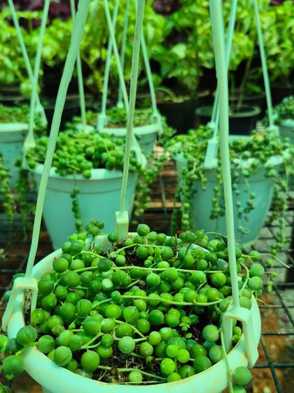 This is the String of Pearls, a unique succulent that cascades down with bead-like leaves. It's a stunning choice for hanging baskets and adds a touch of delicate elegance.