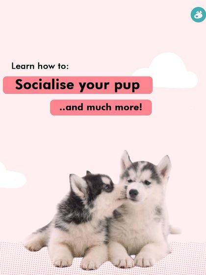 Garima Tomar - Dog Training & Behavior Consultation Puppy Foundations: Start Them Right photo 14