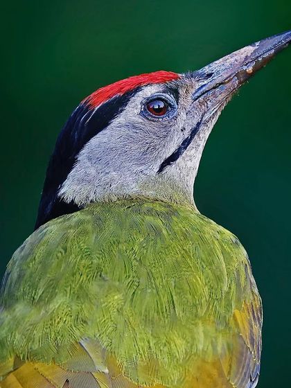 A Gray-headed Woodpecker looking up, its red crown vibrant against the green background. This portrait captures the bird's alert posture and the details of its beak.