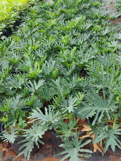 A nursery bed of Philodendron 'Xanadu' plants, known for their deeply lobed, lush green leaves. They create a dense, tropical groundcover look for indoor gardens.