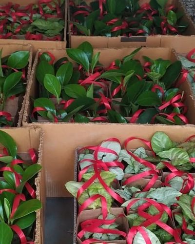 Eco-Friendly Plant Gifts