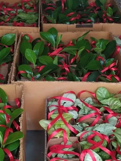 We are fully equipped to handle large-scale, time-sensitive deliveries for corporate events like Earth Day. Here, hundreds of Peperomia and Syngonium plants are boxed and ready for dispatch, ensuring every employee receives a beautiful, eco-friendly gift.