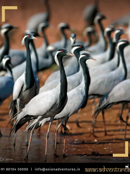 A flock of Demoiselle Cranes, the smallest crane species, gathers at a watering hole in Kheechan, Rajasthan. Our Rajasthan birding tour covers this incredible spectacle where thousands of cranes congregate.