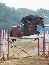 Equestrian Training & Lessons