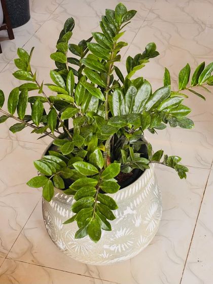 This ZZ plant in a beautifully detailed white planter adds a touch of elegance. Its hardy nature means it will look this good with minimal effort.