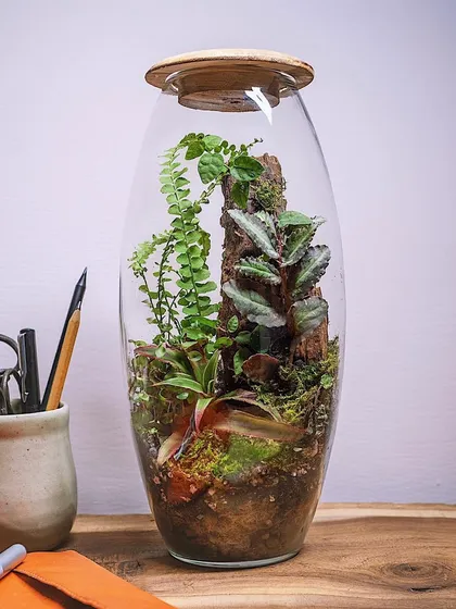 This tall, oval-shaped terrarium is a stunning 18-inch ecosystem, perfect as a statement piece on a desk or table.