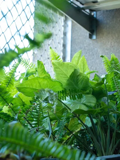 A close-up of the bright green leaves of a Syngonium (Arrowhead Plant) and a fern. These are great choices for areas with indirect light.