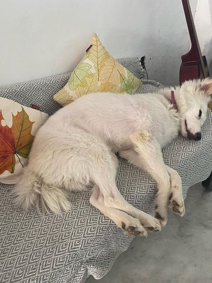 Another angle of our sleepy guest, dreaming of tomorrow's adventures in the park. A tired dog is a happy dog!