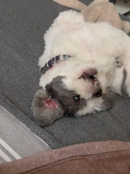 A playful, upside-down moment with Casper. This is what a happy, relaxed dog looks like.