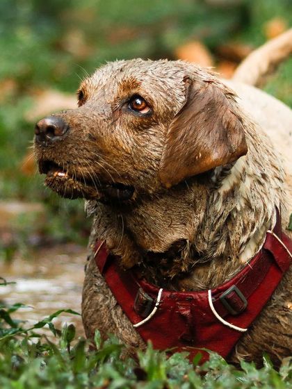 Sniff Stories - Pet & Family Photography Paws & Playtime photo 4