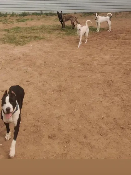 A typical day at my Gurgaon facility. Here, dogs in my Board & Train program learn to coexist and socialize in a controlled environment. This picture shows a mix of breeds in our sand playground, building confidence and learning appropriate dog-to-dog communication.