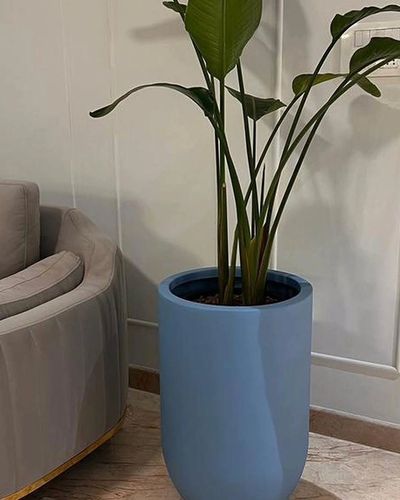 Indoor Plantscaping & Styling