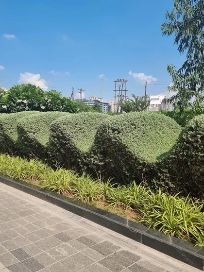 A well-executed landscape combines different textures and forms. Here, a meticulously sculpted hedge creates a flowing, organic border, complemented by low-lying ground cover. This demonstrates the level of detail and horticultural skill I bring to every project.