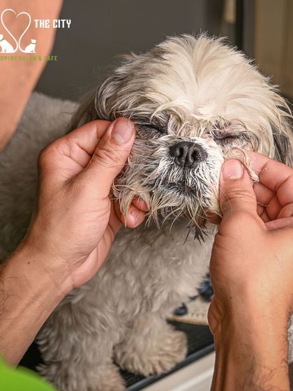 Tails of the City - Pet Spa & Creative Styling The Ultimate Spa Experience photo 5