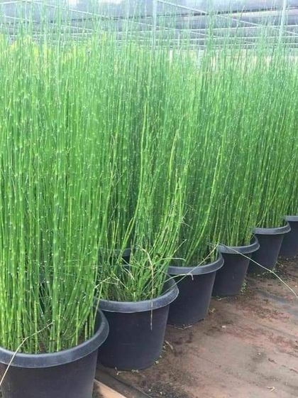 Rakshith Landscaping - Landscape Design & Installation Plant & Tree Supply photo 51