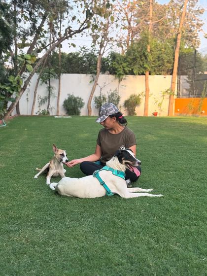 Rocket learning to socialize calmly with other dogs under careful supervision.