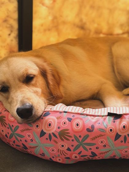 Pixel taking a nap. A calm, resting dog is a sign of a content and well-exercised mind.