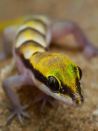 The Persian Dwarf Gecko from the Thar Desert is a tiny jewel of a creature. Macro photography allows me to reveal the stunning colors and patterns on animals that are barely an inch long.