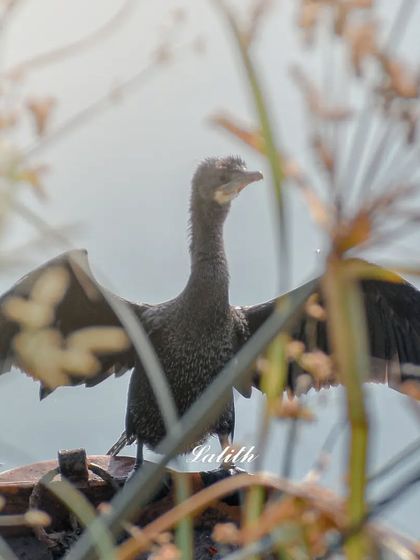 Lalith - Wildlife & Nature Photography Behind the Lens photo 50