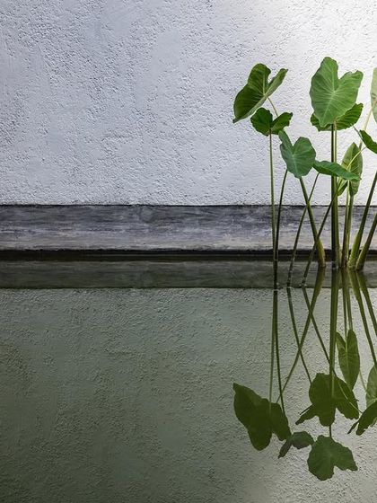 A detail of the lily pond, where the reflection of plants on the water blurs the line between the built and natural worlds. This is a small example of how I incorporate biophilic elements into my designs.