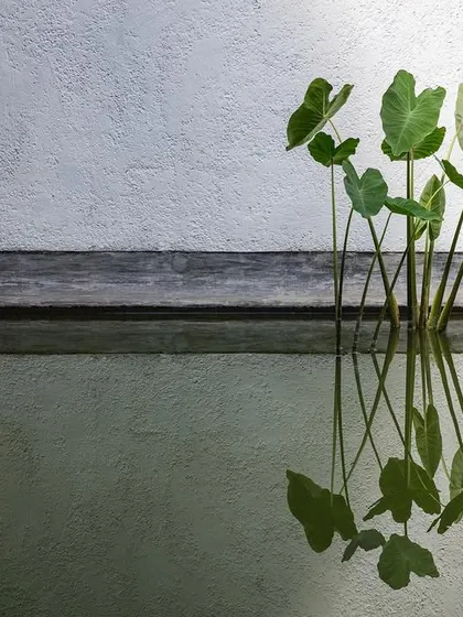 A detail of the lily pond, where the reflection of plants on the water blurs the line between the built and natural worlds. This is a small example of how I incorporate biophilic elements into my designs.