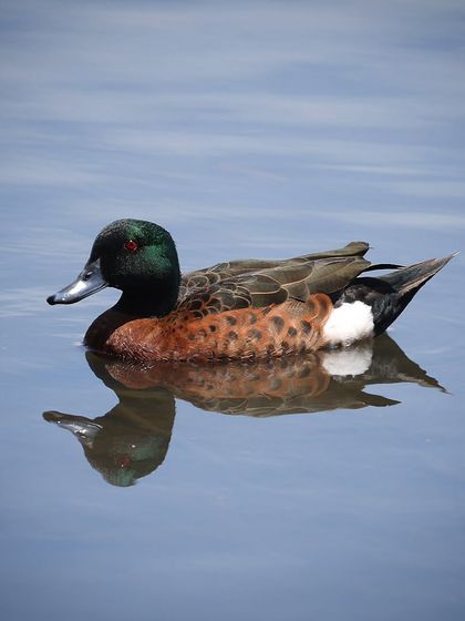 Waders, Ducks & Waterbirds photo 7