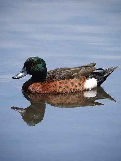 The Chestnut Teal is a dabbling duck species found in Australia. I was glad to get some close-range shots of this male, showcasing his metallic green head and the beautiful contrast of his chestnut-colored body.