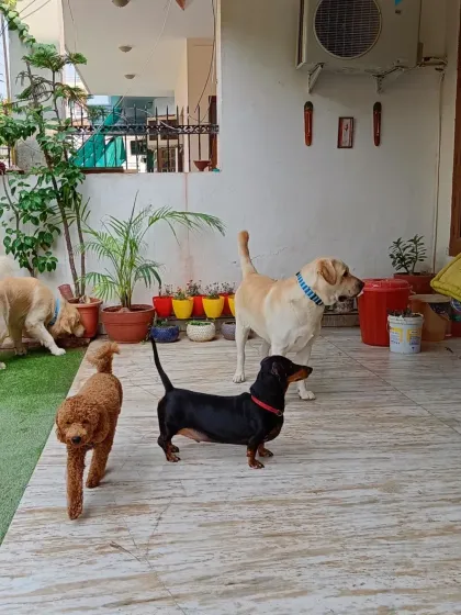 A look at the diverse pack. Here we have a Toy Poodle, a Dachshund, and a Labrador exploring the patio together. Proper socialization is key, and I ensure all interactions are safe and positive.