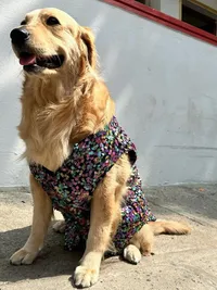 Custom Pet Wear