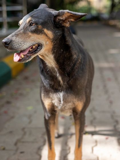 Govind Raj - Dog Training & Behavior Modification For Every Kind of Dog photo 7