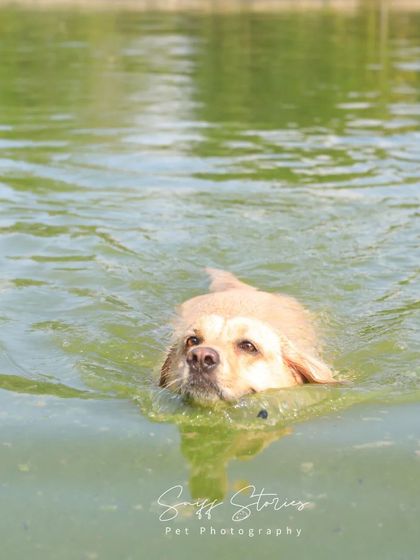 Sniff Stories - Pet Videography Paws, Splashes, and Muddy Noses photo 13