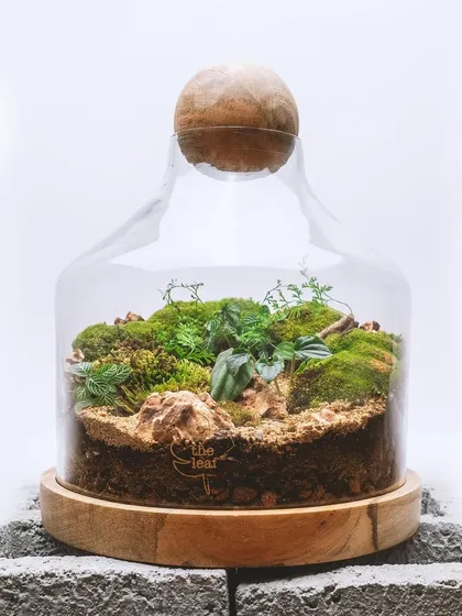 This unique bell-shaped terrarium on a wooden base is a beautiful, self-contained ecosystem. The sandy layer at the front creates a lovely beach-like effect.