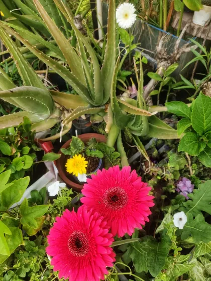 A repeat of the mixed planting scene, highlighting the bright pink gerberas.