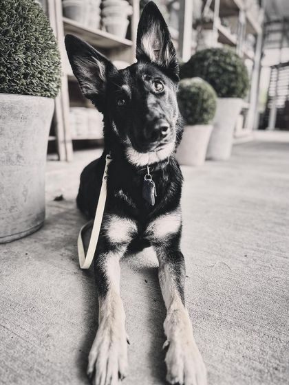 Tulsa Dog Trainer - Immersive Board & Train Programs Board & Train Graduates photo 56