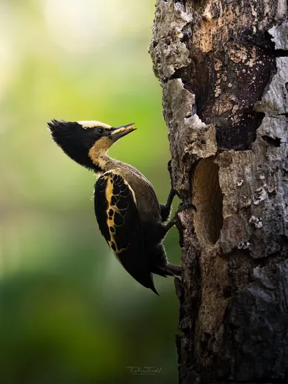 The Heart-Spotted Woodpecker, nature's drummer, at its nest hole. The unique patterns on its back and its focused expression make for a compelling portrait.