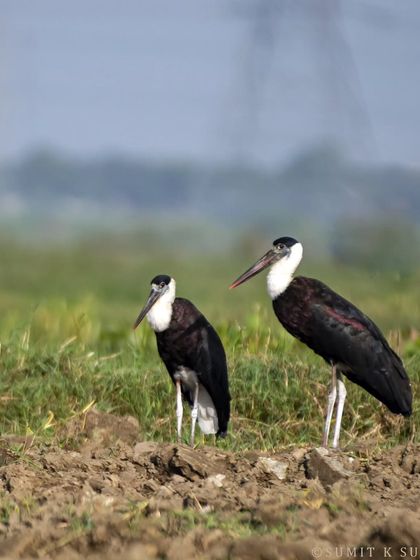 A Woolly-necked Stork couple in an open field, showcasing their partnership.