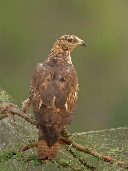 An Oriental Honey Buzzard perched on a branch covered in spiderwebs, a detail that adds texture and interest to the photograph.