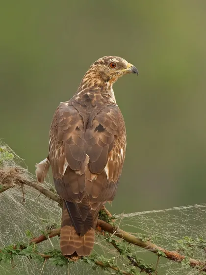 An Oriental Honey Buzzard perched on a branch covered in spiderwebs. This species has a unique diet, primarily feeding on the larvae of bees and wasps.
