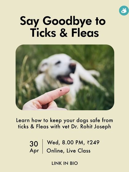 The Pack - Pet Parent Education & Workshops Expert-Led Online Masterclasses photo 20