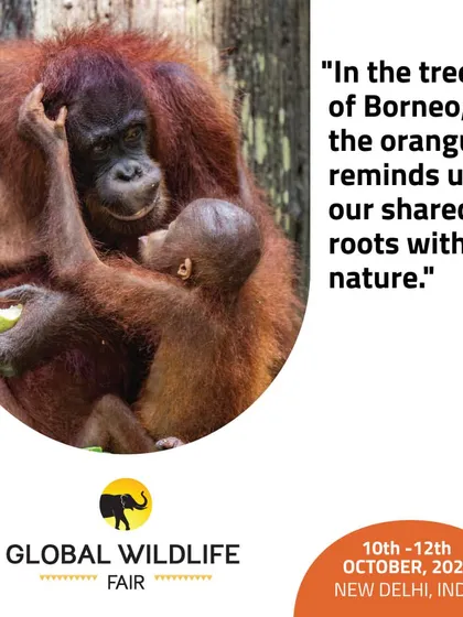 This post for the Global Wildlife Fair highlights the importance of rainforest conservation for species like the Orangutan in Borneo. We use our platform to advocate for critical conservation issues.