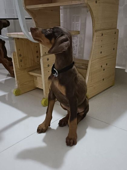 PL Paws - Animal Rescue & Rehabilitation Happy Tails: Our Adoption Stories photo 10