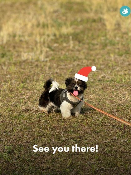 The Pack - Pet-Friendly Adventures & Meetups City Meetups & Doggie Picnics photo 19