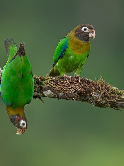 A pair of Brown-hooded Parrots, one playfully hanging upside down. These moments of personality are what bring a wildlife photograph to life.